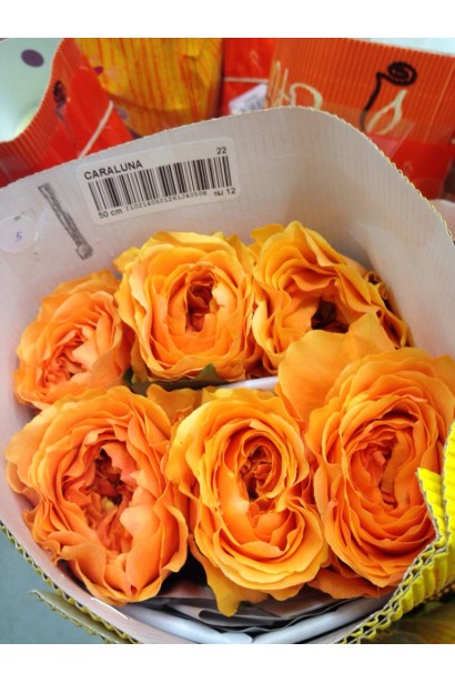 Троянда Каралуна - комерційний сорт